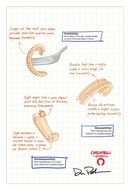 Diagram explaining pasta shapes with labels on forkability, sauceability, toothsinkability, and structural features of bucatini pasta.