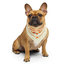 French Bulldog wearing a patterned bandana sitting upright against a white background.