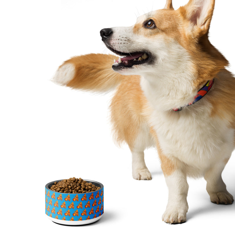 Corgi next to a colorful dog bowl filled with kibble on a white background.