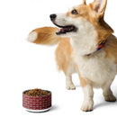 Corgi with a colorful collar standing next to a bowl of dog food on a white background