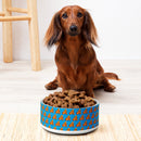 Brown dachshund sitting near a colorful bowl filled with dog food on a light wooden floor.